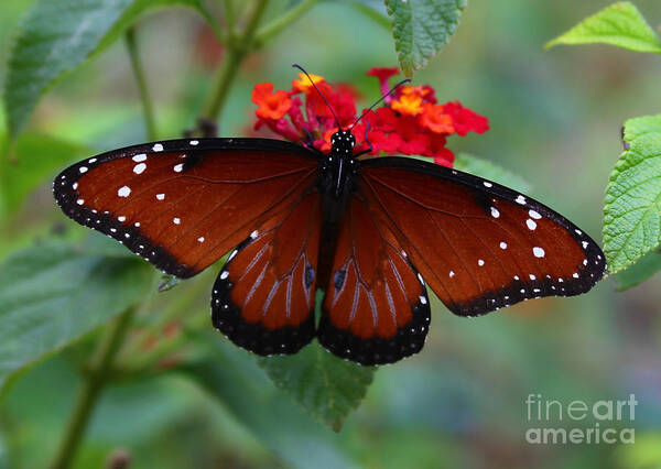 Queen Butterfly Poster featuring the photograph Queen Butterfly by Marty Fancy