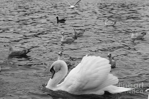 Swan Poster featuring the photograph Queen of the Pond by Hermes Fine Art
