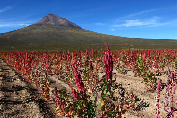 Quinoa Poster featuring the photograph Quinoa Field Chile by James Brunker