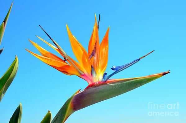 Bird Of Paradise Poster featuring the photograph Radiant Bird in the Sky by Debra Thompson