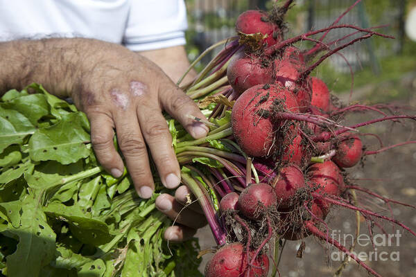 Garden Poster featuring the photograph Radishes by Jim West