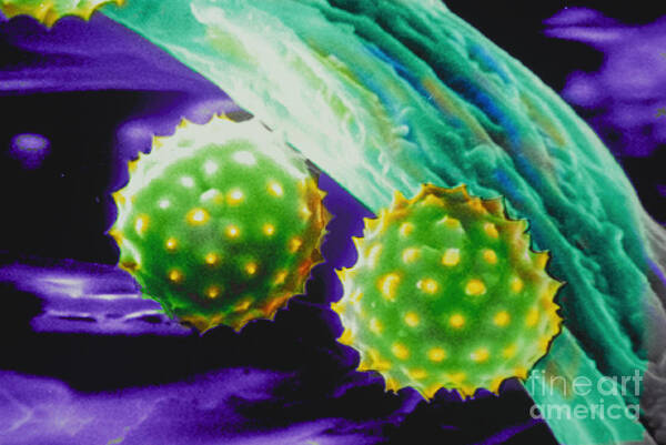 Science Poster featuring the photograph Ragweed Pollen Sem by Ralph C Eagle Jr