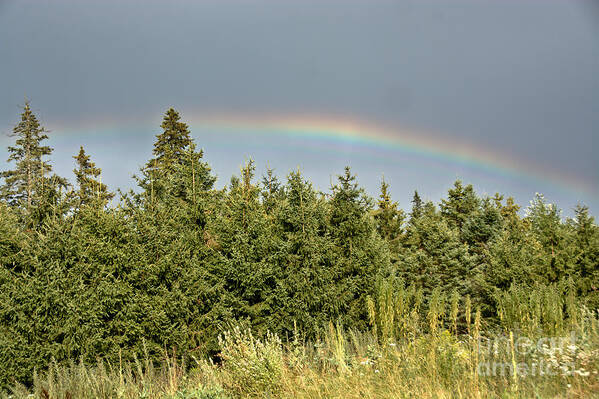  Poster featuring the photograph Rainbow over the Evergreens by Cheryl Baxter