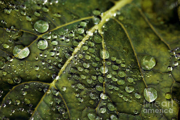 Garden Poster featuring the photograph Raindrops by Dennis Bucklin