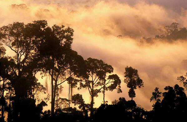Tree Poster featuring the photograph Rainforest At Dawn by Louise Murray/science Photo Library