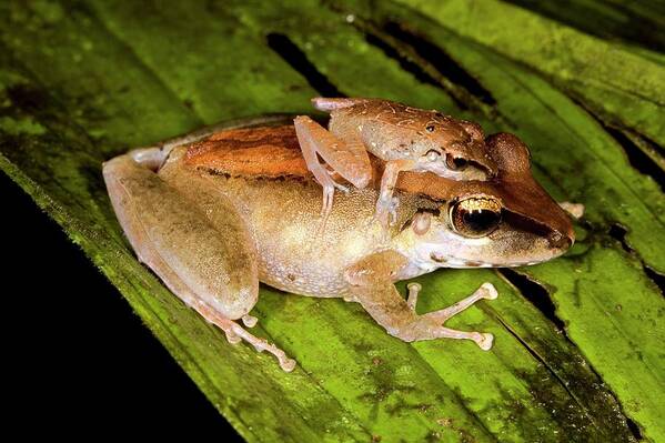 Pristimantis Sp Poster featuring the photograph Rainforest Frogs Mating by Dr Morley Read/science Photo Library