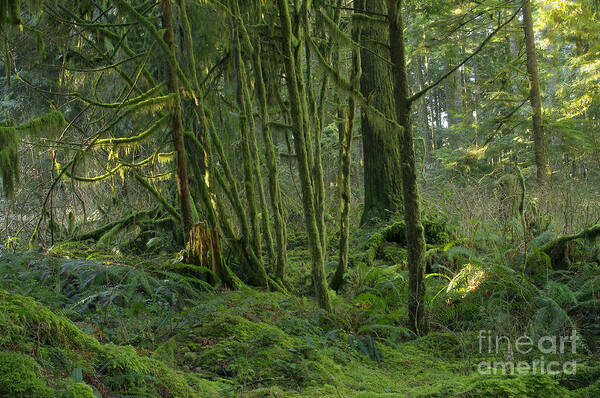 Moss Poster featuring the photograph Rainforest Green by Sharon Talson
