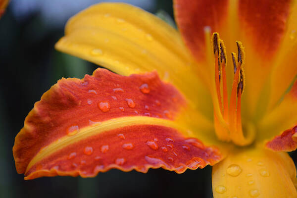 Lily And Rain Poster featuring the photograph Rainy Day Lily by Forest Floor Photography