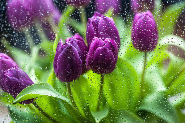 Netherlands Poster featuring the photograph Rainy Tulips 1 by Jenny Rainbow