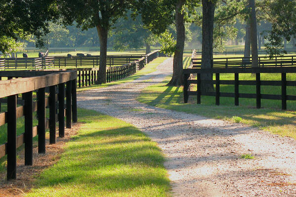 Texas Ranch Poster featuring the photograph Ranch Road in Texas by Connie Fox