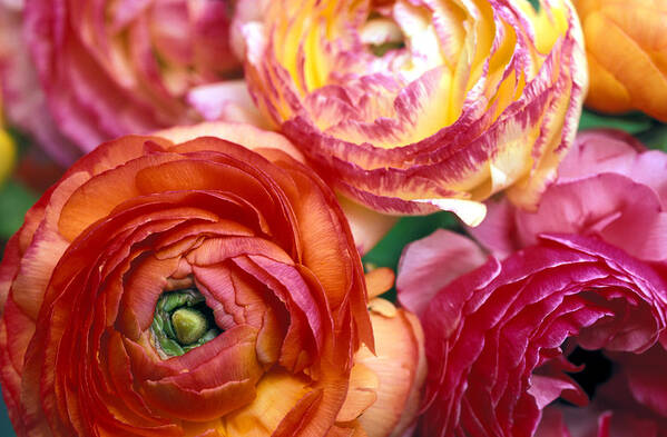Florals Poster featuring the photograph Ranunculus Close-up by Kathy Yates