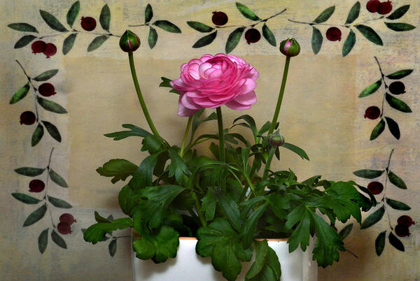 Ranunculus Poster featuring the photograph Ranunculus Still Life. by Terence Davis