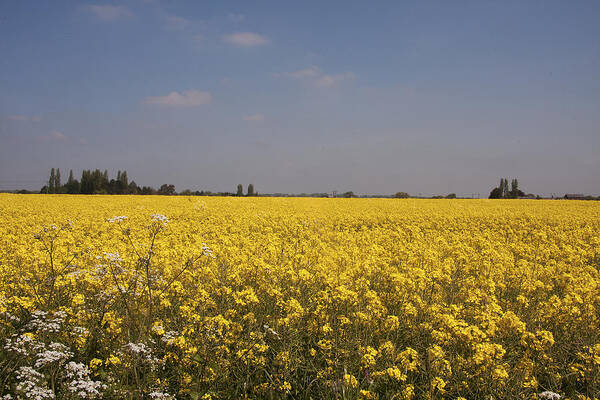 Rapeseed Poster featuring the photograph Rapeseed field. by Paul Scoullar