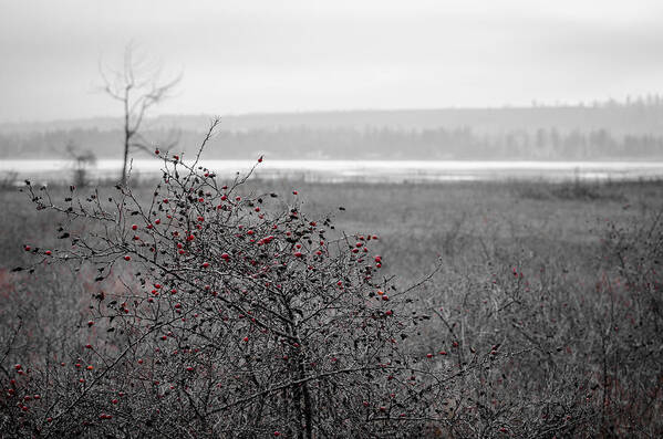 Rose Hip Poster featuring the photograph Rathtrevor Rose Hip Red by Roxy Hurtubise