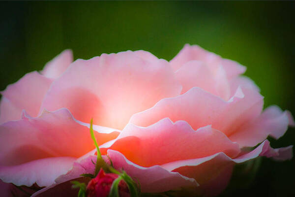 Pink Poster featuring the photograph Ray of Hope by Patricia Babbitt