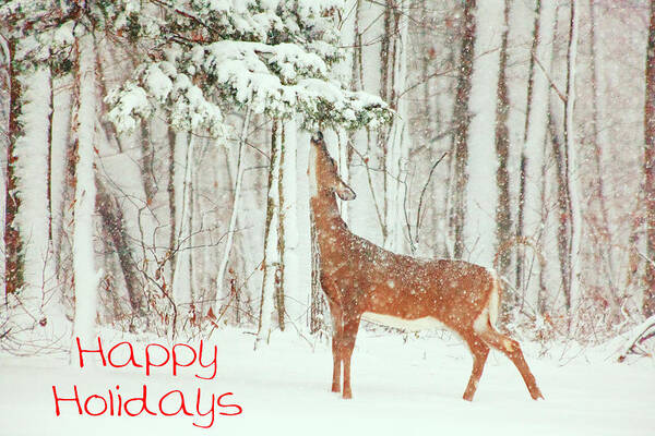 Deer.holidays Poster featuring the photograph Reach For It Happy Holidays by Karol Livote