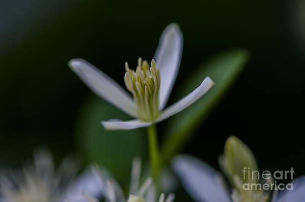 Flower Images Poster featuring the photograph Reaching For Light by Dan Hefle