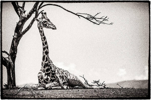 Africa Poster featuring the photograph Reclining Giraffe Sepia by Mike Gaudaur