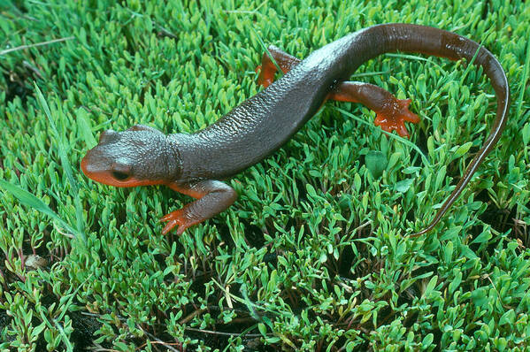 Amphibia Poster featuring the photograph Red-bellied Newt by Phil A. Dotson