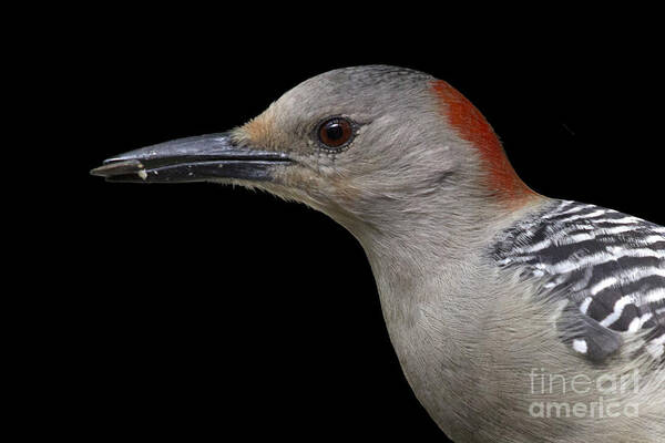 Red-bellied Woodpecker Poster featuring the photograph Red-bellied Woodpecker by Meg Rousher