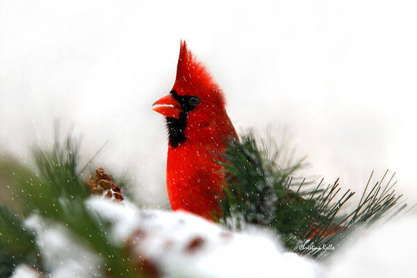 Cardinal Poster featuring the photograph Red Cardinal by Christina Rollo