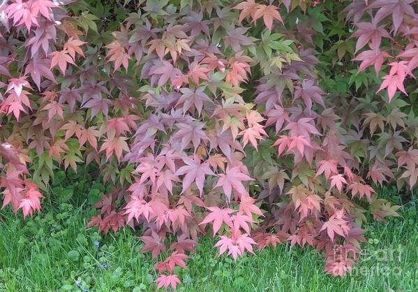 Japanese Maple Poster featuring the photograph Red Cascades into Green by Christina Verdgeline