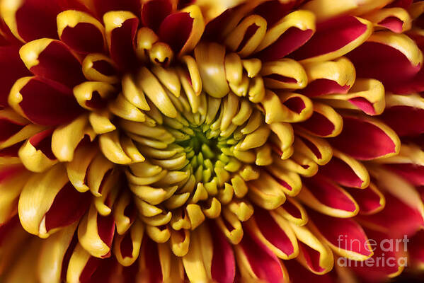 Chrysanthemum Poster featuring the photograph Red Chrysanthemum by Matt Malloy