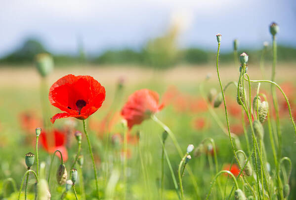 Corn Poppy Poster featuring the photograph Red corn poppy on a beautiful green summer meadow by Matthias Hauser