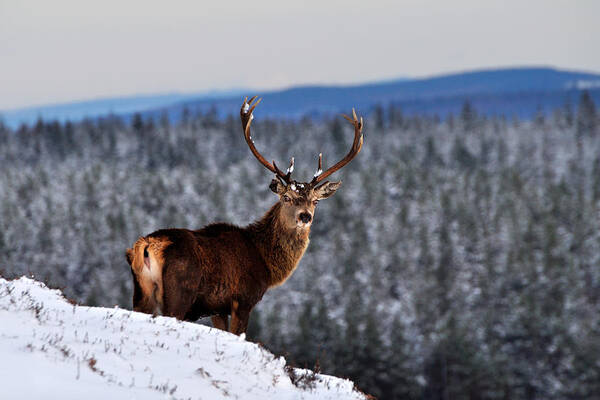 Stag In Snow Poster featuring the photograph Red Deer Stag by Gavin Macrae
