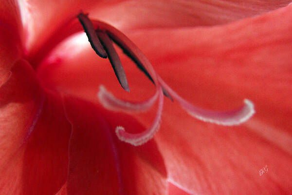 Floral Abstract Poster featuring the photograph Red Dream - Gladiolus by Ben and Raisa Gertsberg