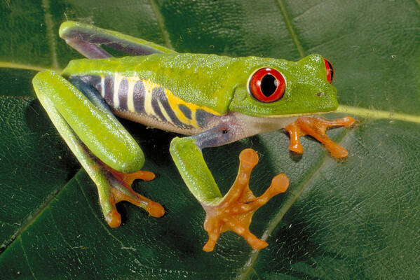 A Callidryas Poster featuring the photograph Red Eyed Tree Frog by Paul Zahl