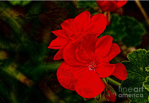 Art Prints Poster featuring the photograph Red Flowers by Dave Bosse