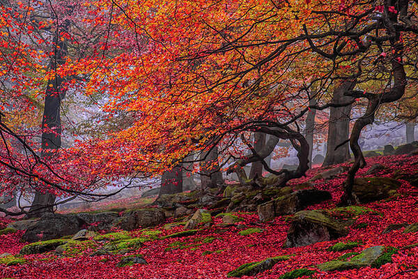 Tranquility Poster featuring the photograph Red Forest Tree Landscape Autumn by Ben Robson Hull Photography