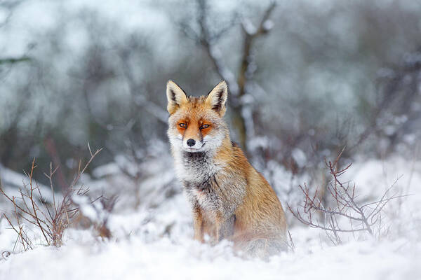 Fox Poster featuring the photograph Red Fox Blue World by Roeselien Raimond