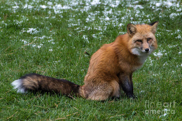 Fox Poster featuring the photograph Red Fox by Jim McCain