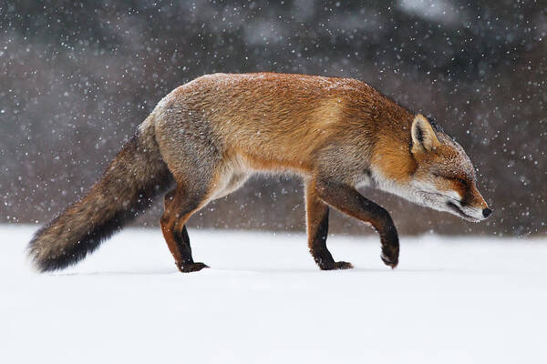 Red Fox Poster featuring the photograph Red fox trotting through a snowshower by Roeselien Raimond