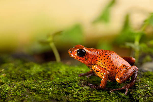 Poison Frog Poster featuring the photograph Red Frog by Dirk Ercken