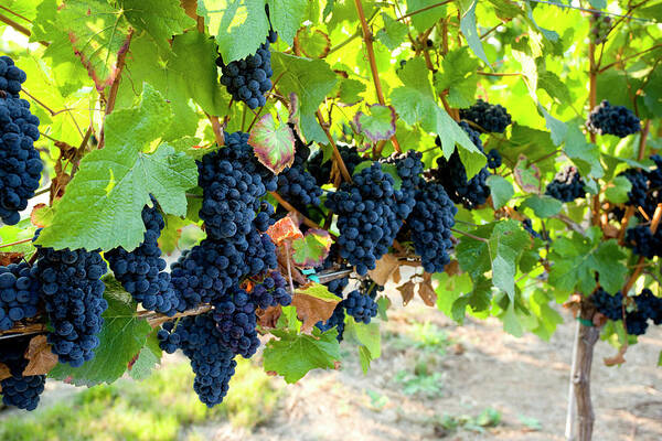 Scenics Poster featuring the photograph Red Grapes Ripen On The Vine In A by Blackestockphoto