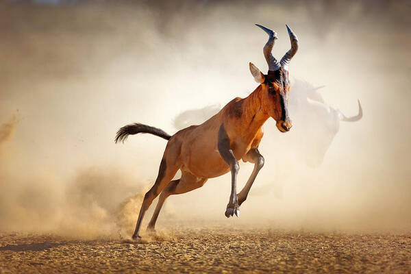 Hartebeest Poster featuring the photograph Red hartebeest running in dust by Johan Swanepoel