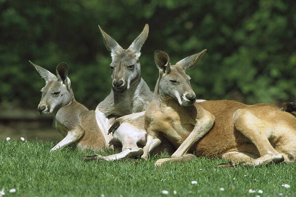 Feb0514 Poster featuring the photograph Red Kangaroo Trio Relaxing Australia by Konrad Wothe