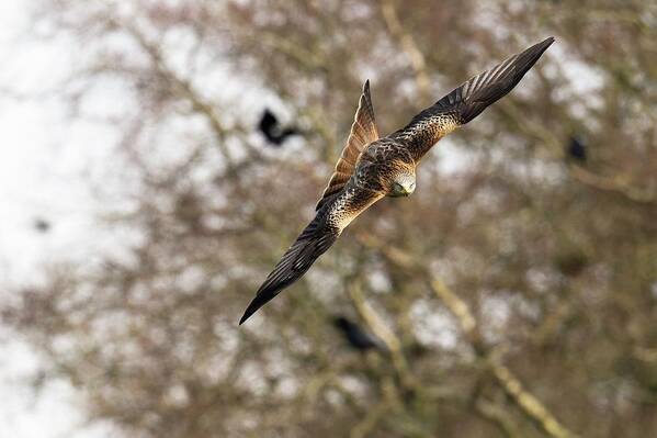 Red Kite Poster featuring the photograph Red Kite by Dr P. Marazzi/science Photo Library