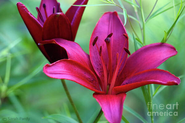 Flowers Poster featuring the photograph Red Lillies by Margaret Sarah Pardy