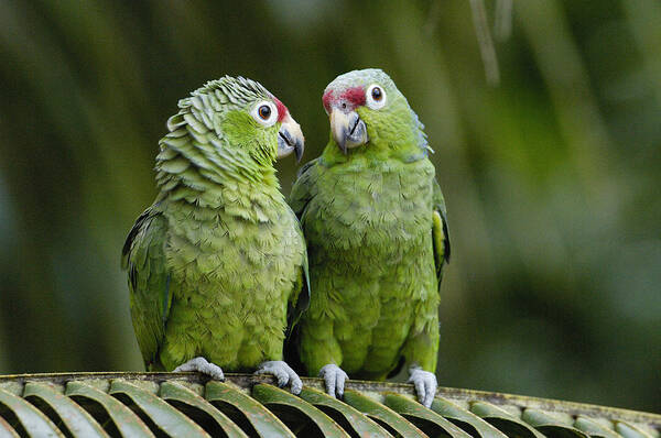 Feb0514 Poster featuring the photograph Red-lored Parrots Ecuador by Pete Oxford