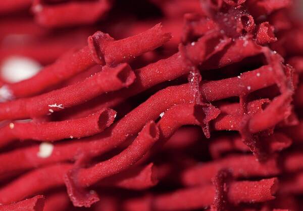 Coral Poster featuring the photograph Red Organ Pipe Coral Tubipora Musica by Paul D Stewart