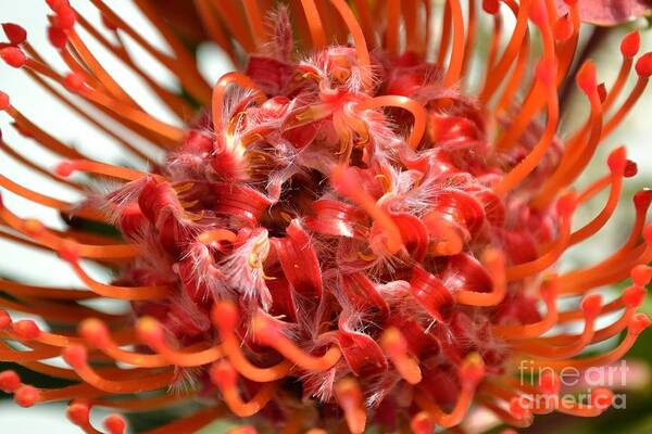 Red Poster featuring the photograph Red Pincushion Close Up by Scott Lyons