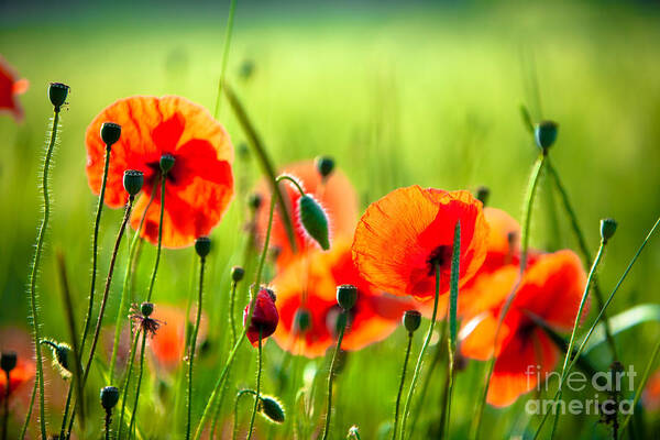 Red Poppies Poster featuring the photograph Red Poppies by Boon Mee