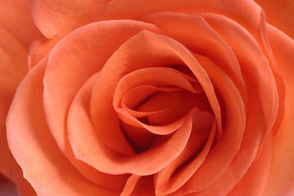 Rose Poster featuring the photograph Red Rose Floribunda closeup by Andy Myatt