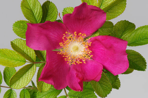 Anthers Poster featuring the photograph Red Rose Flower by Nigel Cattlin