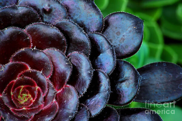 Succulent Poster featuring the photograph Red Succulents by Nancy Mueller