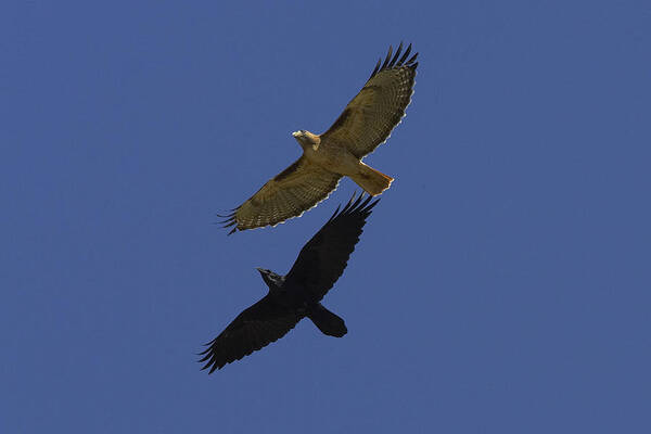 Feb0514 Poster featuring the photograph Red-tailed Hawk And Common Raven Flying by San Diego Zoo